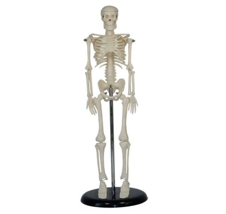 Mini Human Skeleton Model - 42cm