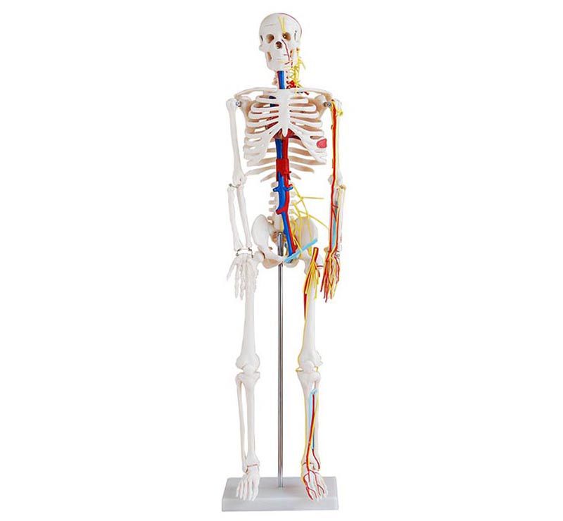Skeleton Model 85cm with Blood Vessels