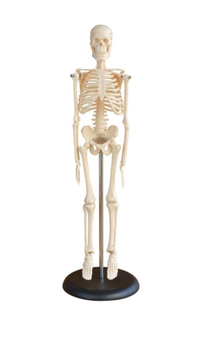 Mini Skeleton Model 42cm (7273166241947)