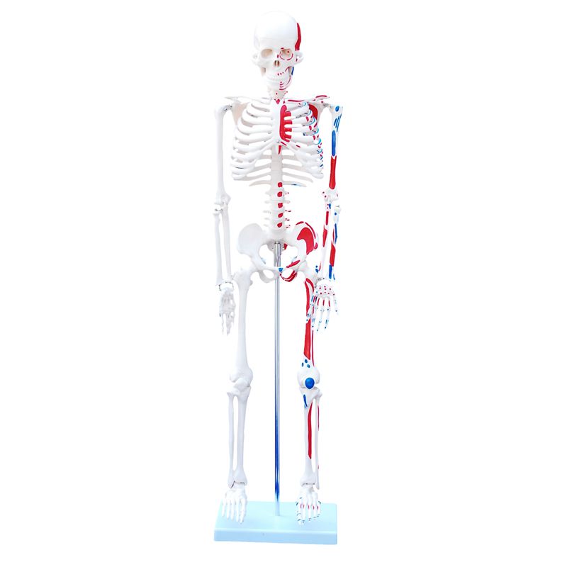 Skeleton Model 85cm with Painted Muscles (7273168535707)