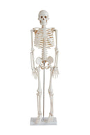 Human Skeleton Model (85cm) (7274250240155)