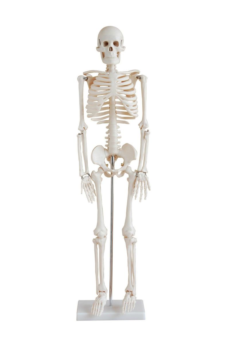 Human Skeleton Model (85cm) (7274250240155)