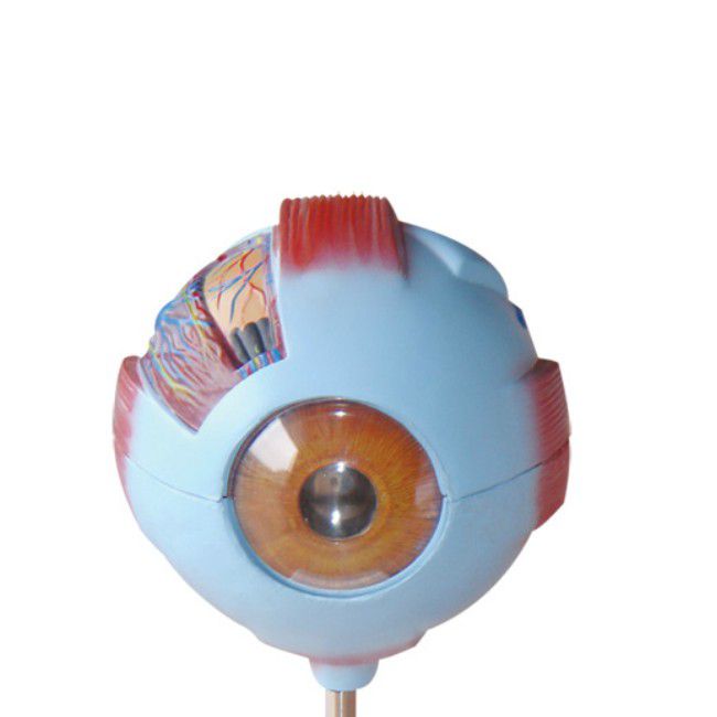 Anatomical Giant Eye Model (7275120689307)