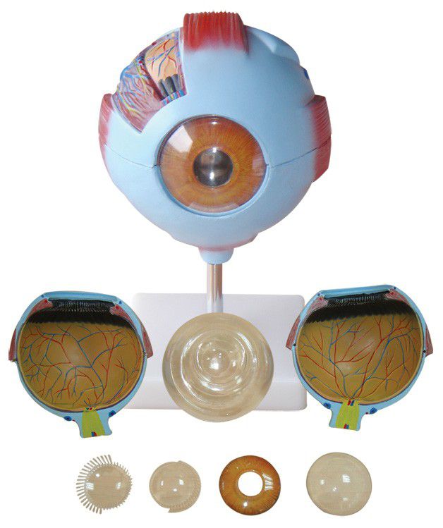 Anatomical Giant Eye Model (7275120689307)