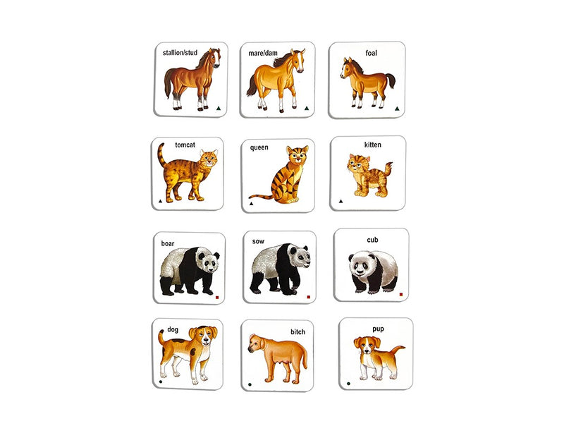 Creatives Animals and Their Families