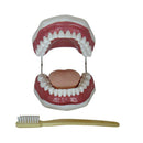 Jumbo Dental Model with Toothbrush Gums Tongue & 28 Teeth 16(L) x 14(W) x 11(H) cm (7275122983067)