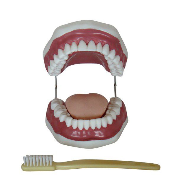 Jumbo Dental Model with Toothbrush Gums Tongue & 28 Teeth 16(L) x 14(W) x 11(H) cm (7275122983067)