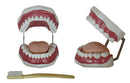 Jumbo Dental Model with Toothbrush Gums Tongue & 28 Teeth 16(L) x 14(W) x 11(H) cm (7275122983067)