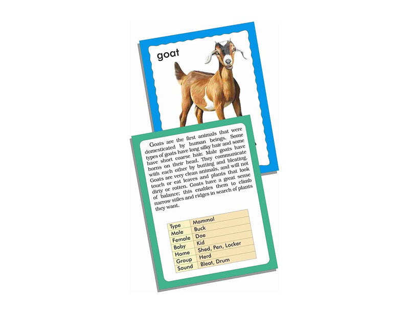 Creatives Animals Jumbo Flash Cards - 36 Cards (7418584334491)