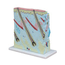 Enlarged Anatomical Skin Model (7275116527771)
