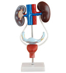 Anatomical Female Urogenital System Model (7402352967835)