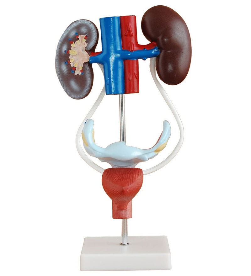 Anatomical Female Urogenital System Model (7402352967835)