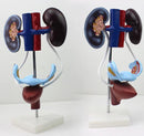 Anatomical Female Urogenital System Model (7402352967835)