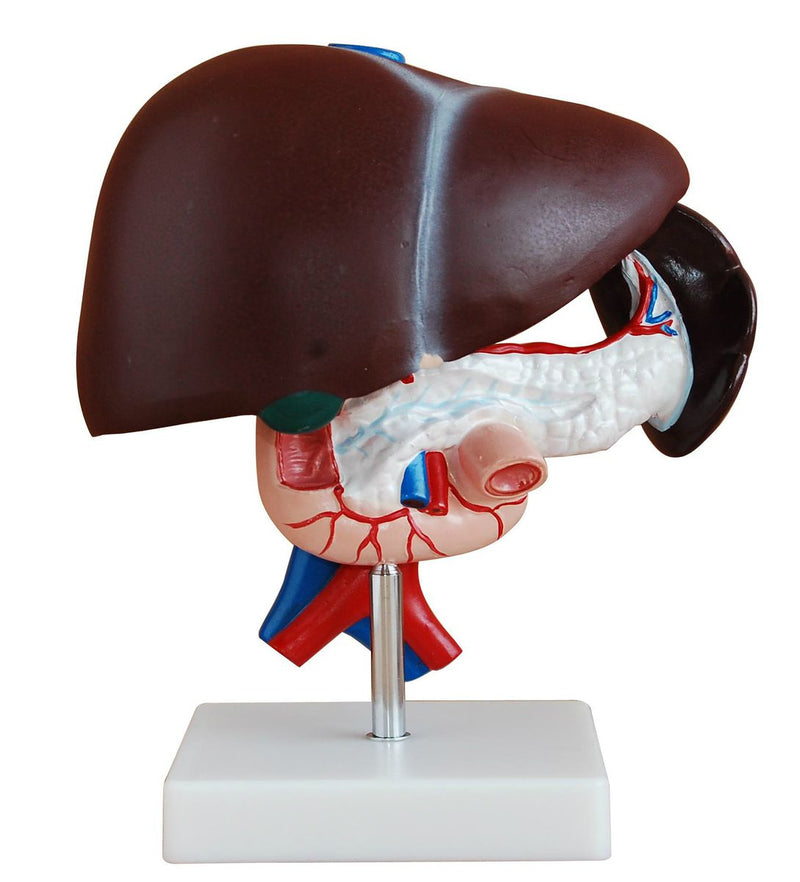 Human Life Size: Liver, Pancreas and Duodenum Simulation Model (7275117740187)