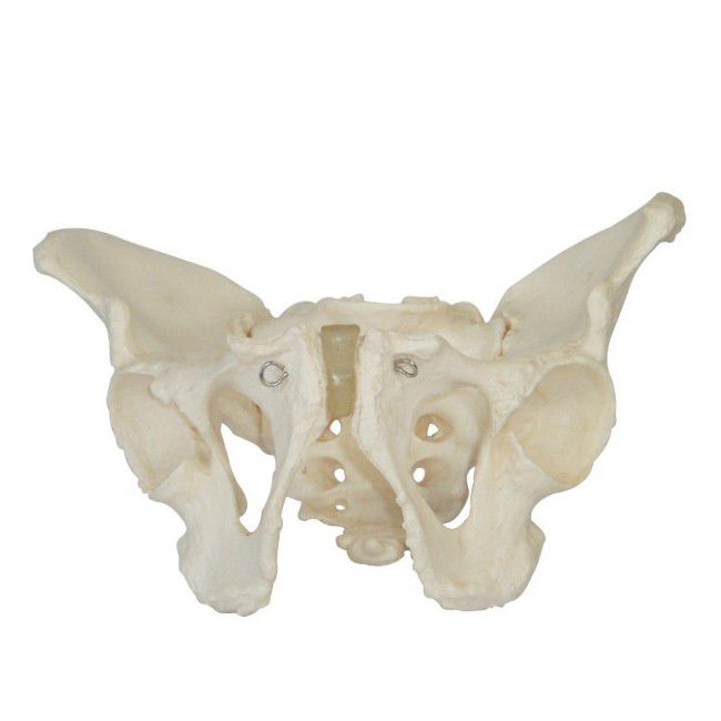 Human: Female Pelvis Skeleton Model (7275118657691)