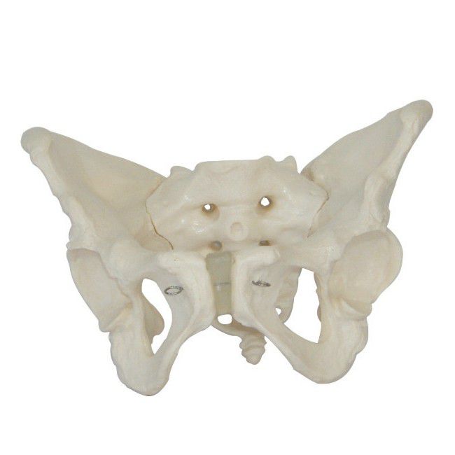 Human: Male Pelvis Skeleton Model (7275118035099)
