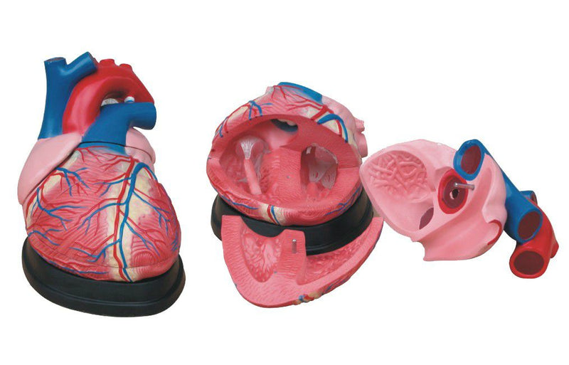 Jumbo Heart Model (7275113709723)