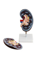 Anatomical Kidney Model (2 parts) (7275117019291)