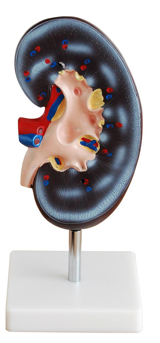 Anatomical Kidney Model (2 parts) (7275117019291)