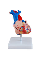 Life Size Heart Model - 2 Parts (7275163386011)