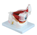Natural Eye with Orbit Model (10 Parts) (7275119935643)