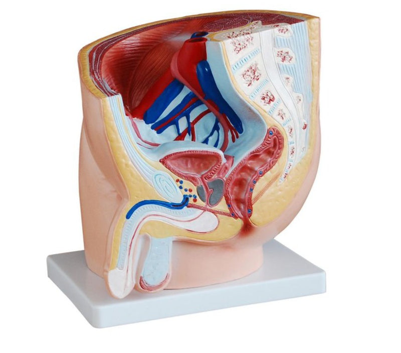 Human Male Pelvis Section Model (7402351132827)