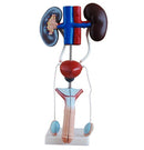 Anatomical Male Urogenital System Model (7402346905755)