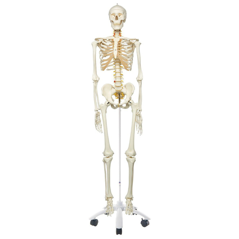 Life Size Human Skeleton Model (Mounted on a Rolling Stand180cm) (7275705860251)
