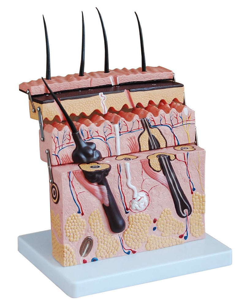 Skin Section Model