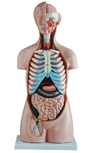 Sexless Human Torso (85cm) 20 Parts (7275117314203)
