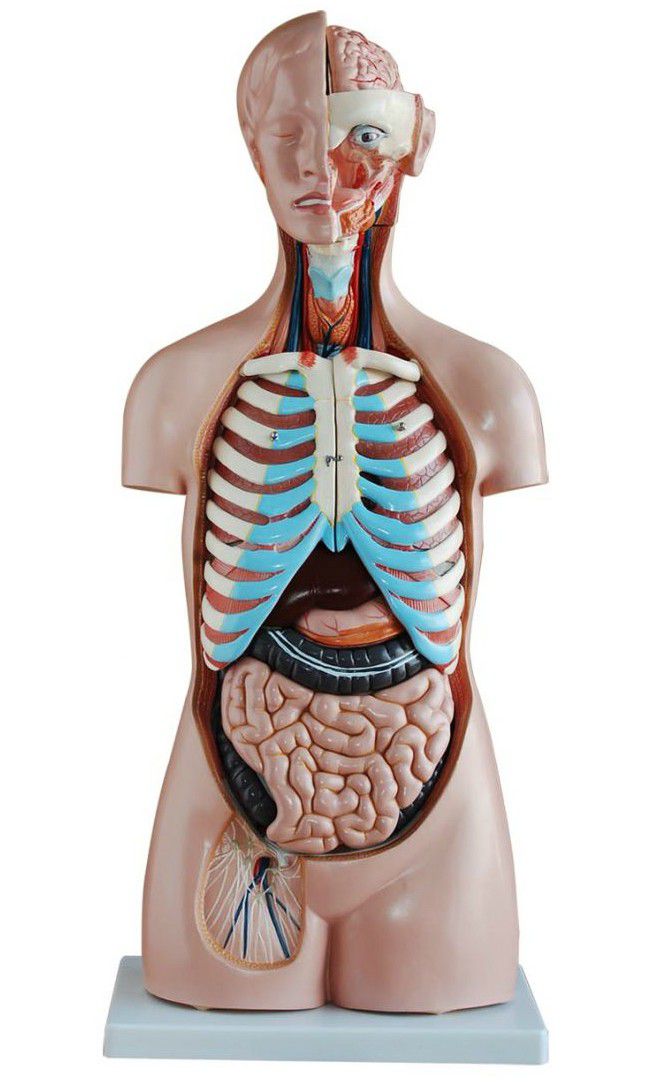 Sexless Human Torso (85cm) 20 Parts