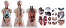 Sexless Human Torso (85cm) 20 Parts (7275117314203)