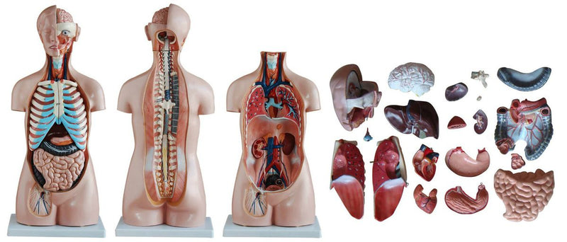 Sexless Human Torso (85cm) 20 Parts